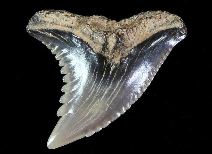 Hemipristis Shark Tooth Fossil - Virginia #71119